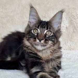 Brown Tabby Maine Coon