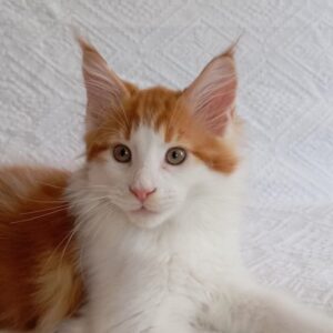 Klaus-Male