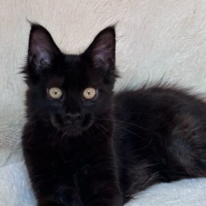 Ikar black male Maine Coon kitten with large tufted ears