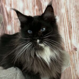 Gabby blue eyed black smoke with white female Maine Coon kitten