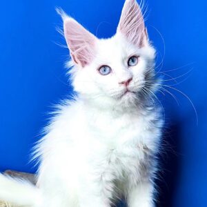Melissa white polydactyl Maine Coon female kitten