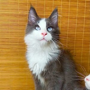 Lel Blue-eyed Maine Coon male