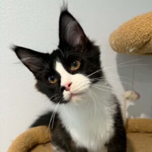 Skunk-Male