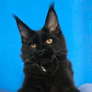 Jagger black Maine Coon male