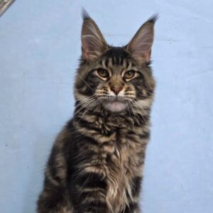 Jolie black brown tabby female