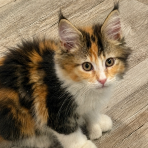 Polydactyl Calico Maine Coon