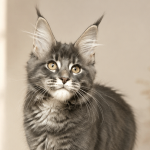Blue Tabby Maine Coon