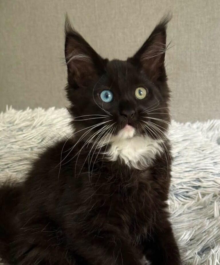 Charley odd-eyed black and white Maine Coon kitten
