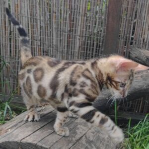 Bengal kitten for sale