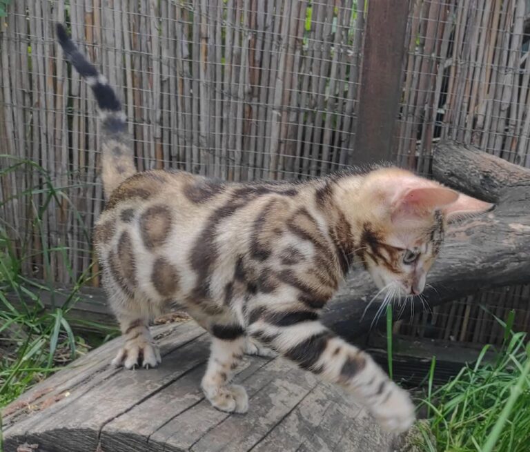 Bengal kitten for sale