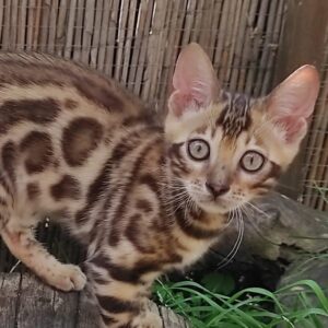 Leo Bengal kitten