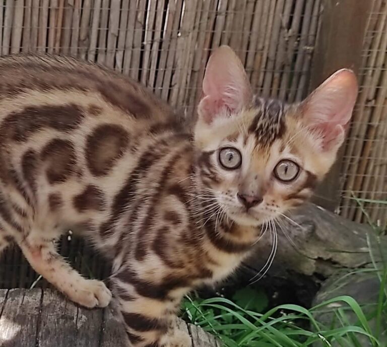 Leo Bengal kitten