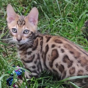 Laymon Bengal kitten