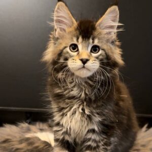 Flip Maine Coon kitten with tabby coat