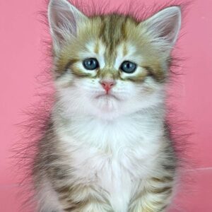 Xamira Siberian kitten with fluffy tabby coat