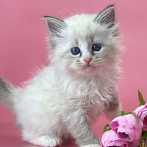 Aurelia blue eyed Siberian kitten