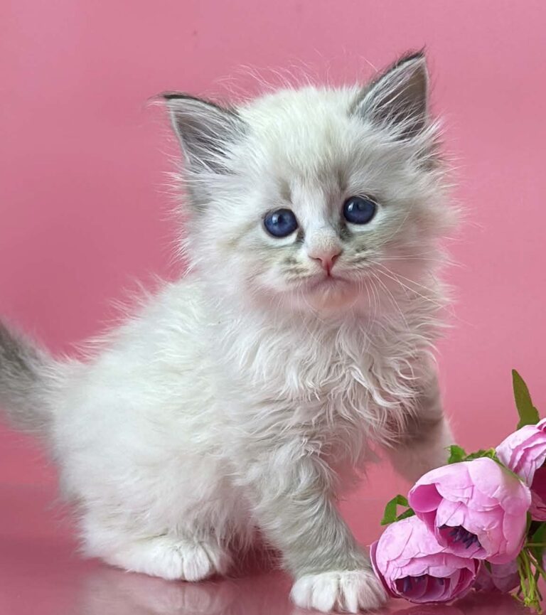 Aurelia blue eyed Siberian kitten