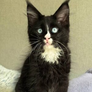 Cezar male black Maine Coon kitten