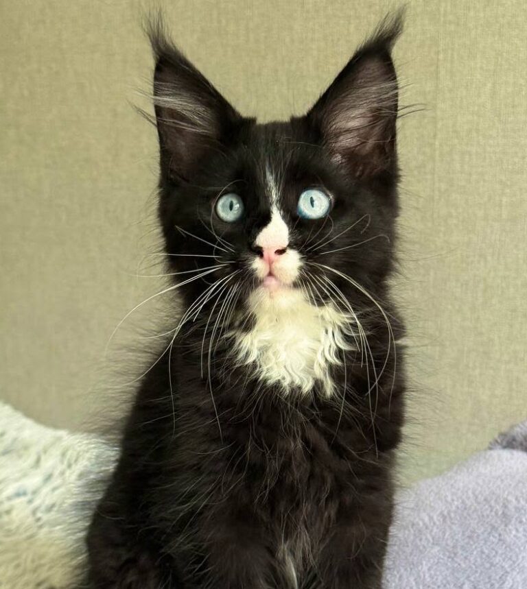 Cezar male black Maine Coon kitten