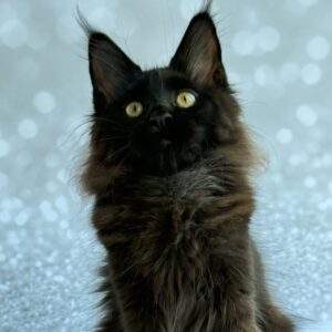 Xandra female black Maine Coon kitten