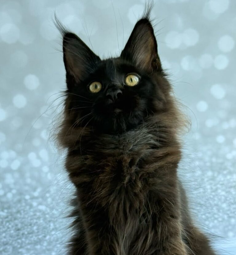 Xandra female black Maine Coon kitten