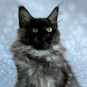 Xaria Black Smoke Maine Coon