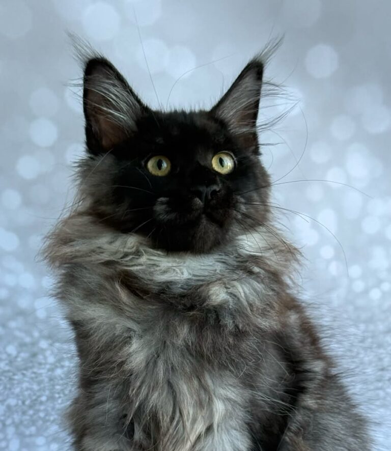 Xaria Black Smoke Maine Coon