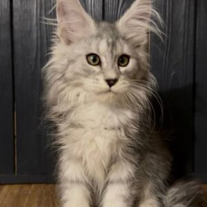 Jara silver Maine Coon kitten