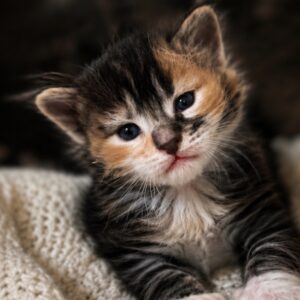 Ember Calico Maine Coon kitten
