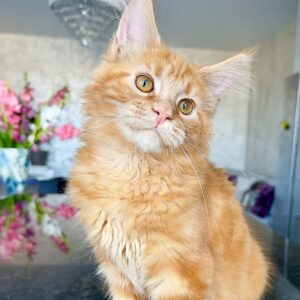 Kenzo Red tabby male Maine Coon