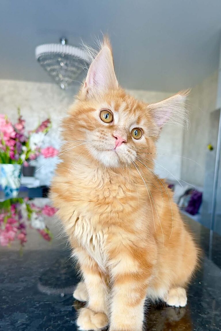 Kenzo Red tabby male Maine Coon