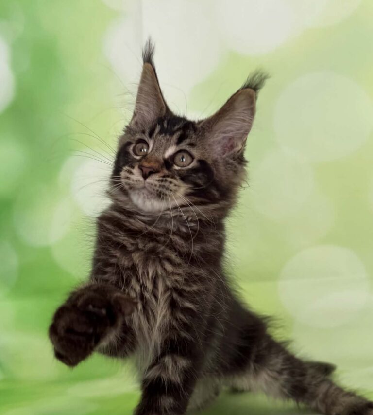 Xander Polydactyl Maine Coon