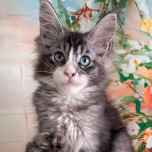 Blue eyed polydactyl Maine Coon