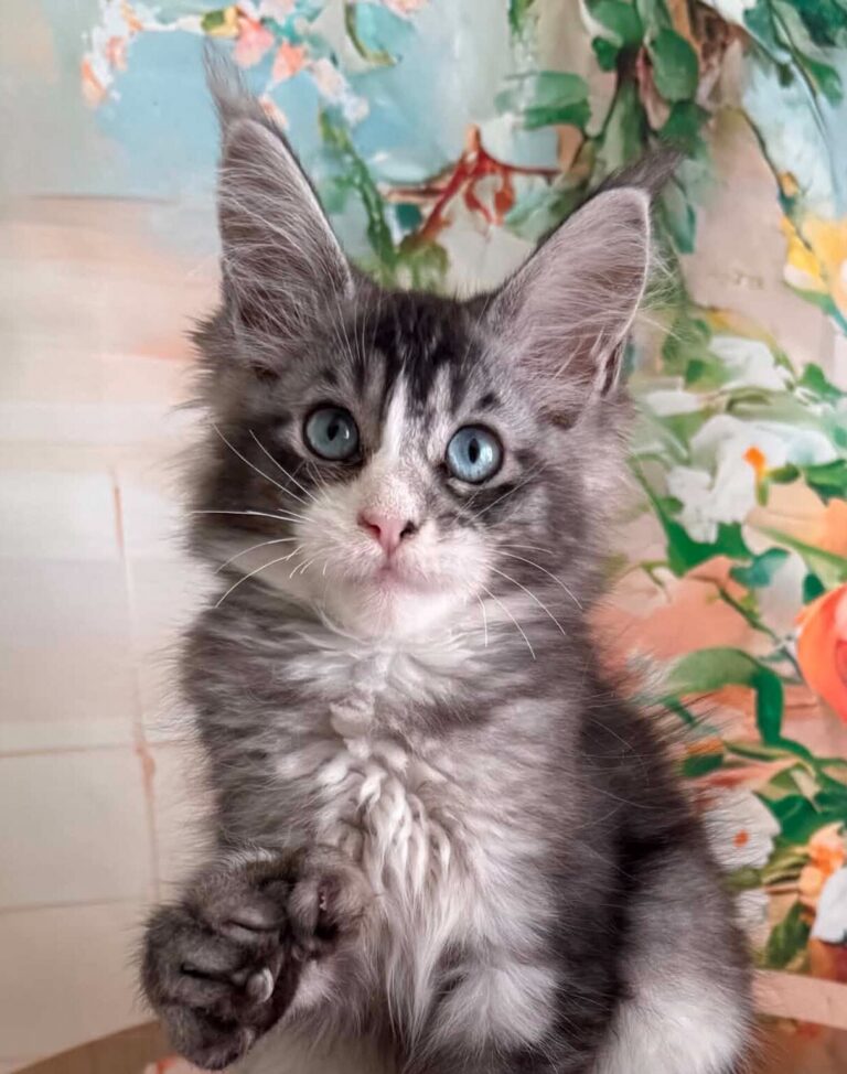 Blue eyed polydactyl Maine Coon