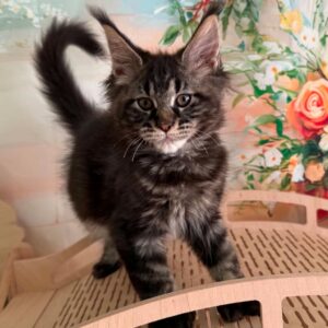 Polydactyl Maine Coon kitten