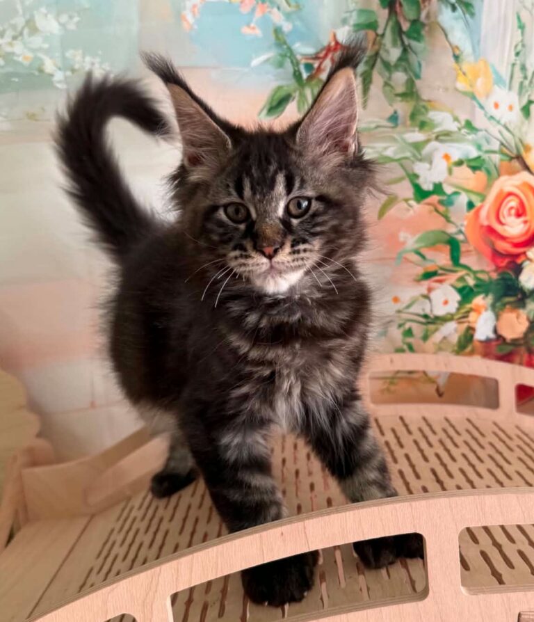 Polydactyl Maine Coon kitten
