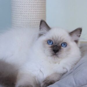 Winston-Male