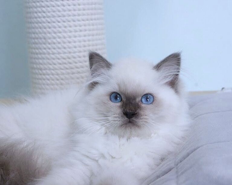 Blue eyed female Ragdoll kitten with fluffy colorpoint coat