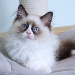 Blue eyed male Ragdoll kitten with fluffy colorpoint coat