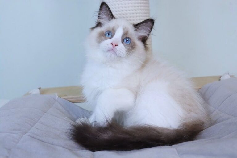 Blue eyed male Ragdoll kitten with fluffy colorpoint coat