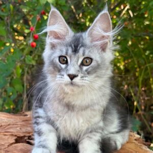 Silver Maine Coon kitten with large ears and long ear tufts