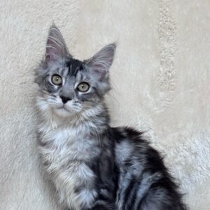 Inga black silver tabby Maine Coon kitten with tufted ears