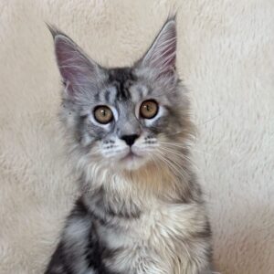 Irma black silver tabby Maine Coon kitten with tufted ears