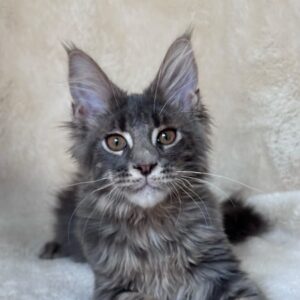 Blue tabby Maine Coon kitten with large tufted ears