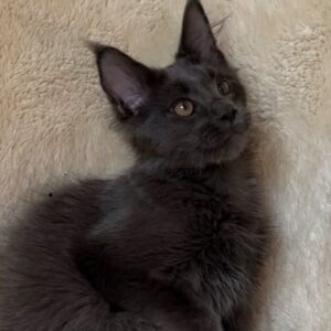 Isobel blue female Maine Coon kitten with large tufted ears