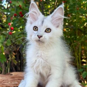 Bree High Silver Shaded Maine Coon kitten with golden eyes