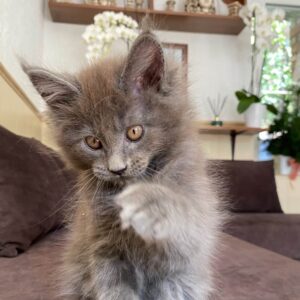 Diego solid blue male Maine Coon kitten with golden eyes
