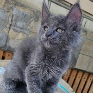 Flirt blue male Maine Coon kitten