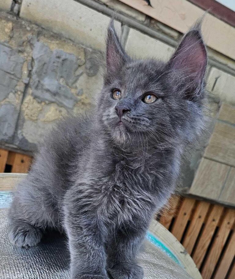 Flirt blue male Maine Coon kitten