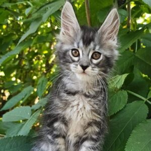 Furia black silver tabby female Maine Coon kitten